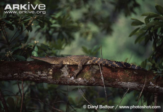 Illustration for article titled Sunday Crocodilian - Mecistops cataphractus Edition